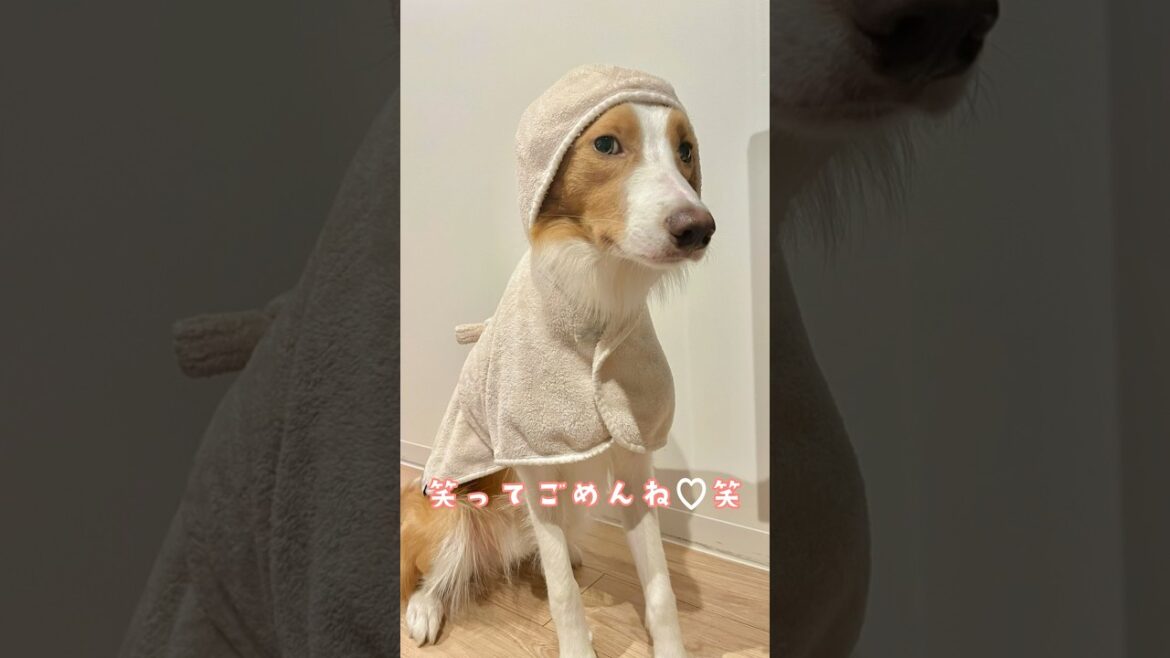 バスローブが似合わない犬（笑） #bordercollie #dog #ボーダーコリー