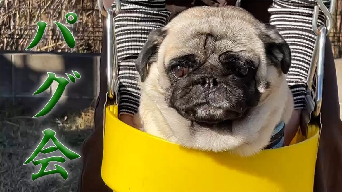 パグのいる暮らし）ここは天国かな？パグだらけ｜海ほたる｜さかがみ家カフェ｜KISARAZU HOUSE｜木更津アウトレット｜