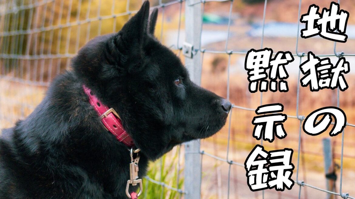 【噛み犬ブラッシング】家族親戚を噛んでしまった甲斐犬瑞稀くんの脱皮