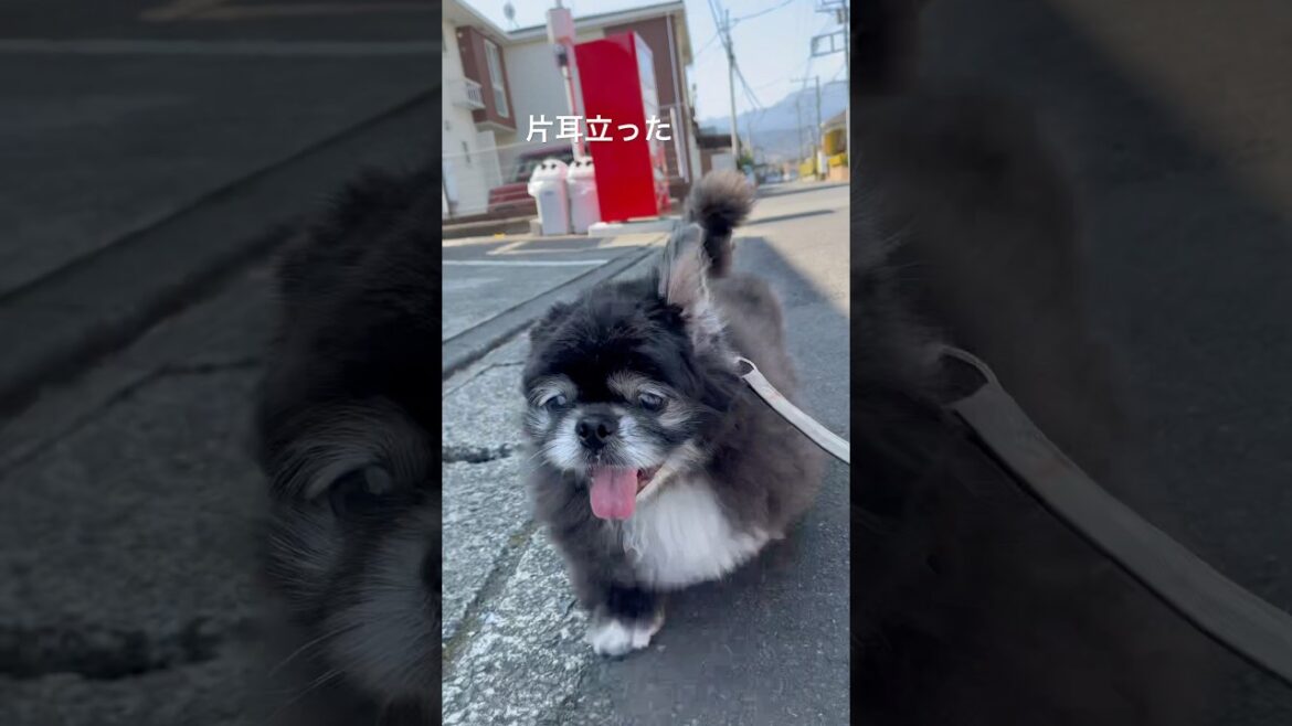 今日のさんぽ #ペキニーズ #犬のいる生活 #癒し #シニア犬 #pekingese