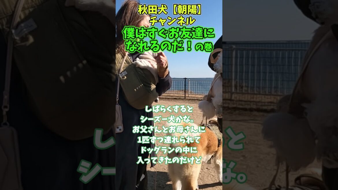 秋田犬【朝陽】チャンネル【僕は誰とでもすぐお友達になれるのだの巻】 #秋田犬 #秋田犬保存会 #犬のいる生活#道の駅 #shorts #ドッグラン