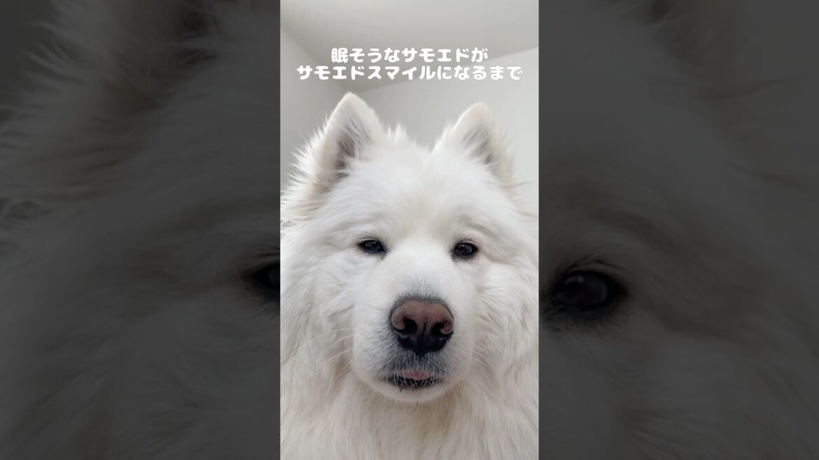 眠そうなサモエドがサモエドスマイルになるまで　#サモエド #samoyed