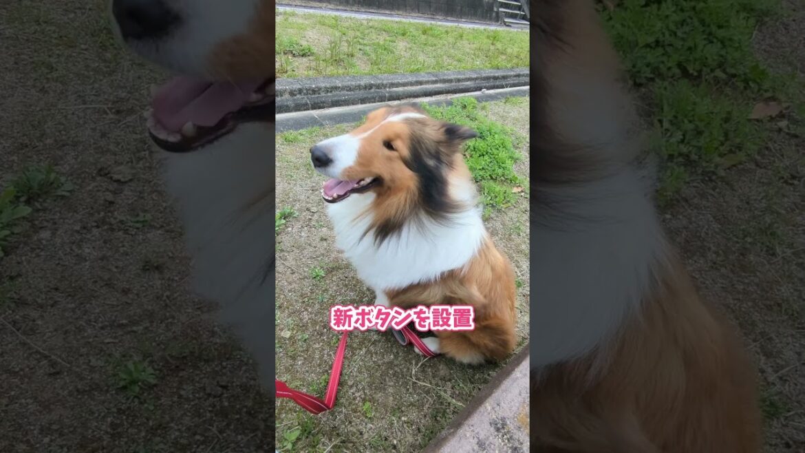 【ラランドさん】りんた大ピンチ!?最強のライバル登場で新ボタン投入!【会話ボタンでしゃべる犬】 #shorts #ラランド #犬 【ラランドさん】りんた大ピンチ!?最強のライバル登場で新ボタン投入!【会話ボタンでしゃべる犬】 #shorts #ラランド #犬