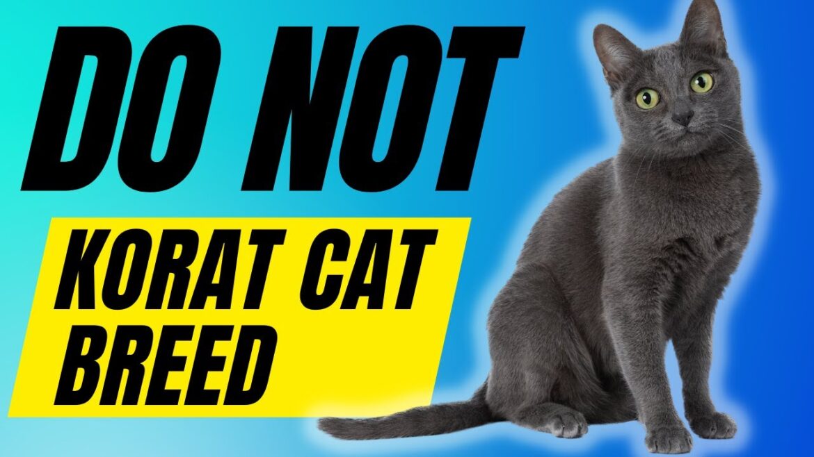 7 Reasons You Should NOT Get A Korat Cat