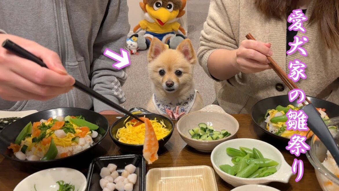 愛犬と一緒にちらし寿司を作ろうとすると、こうなります…笑