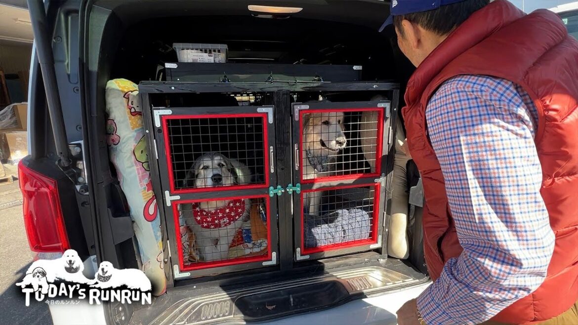 完成したルンルン号のケージに乗ってドライブしたアランとベルです　Great Pyrenees　グレートピレニーズ