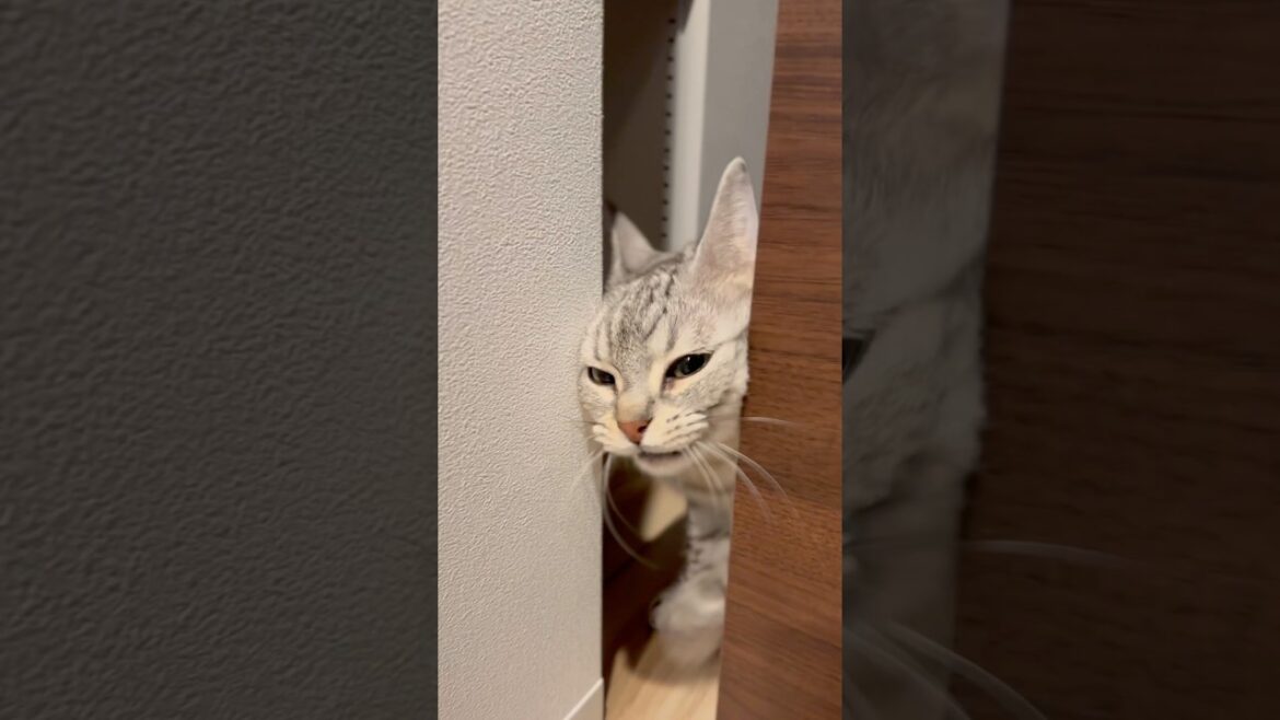 パパ帰宅で全速力でドアにつっこむ猫www #shorts #猫 #cat