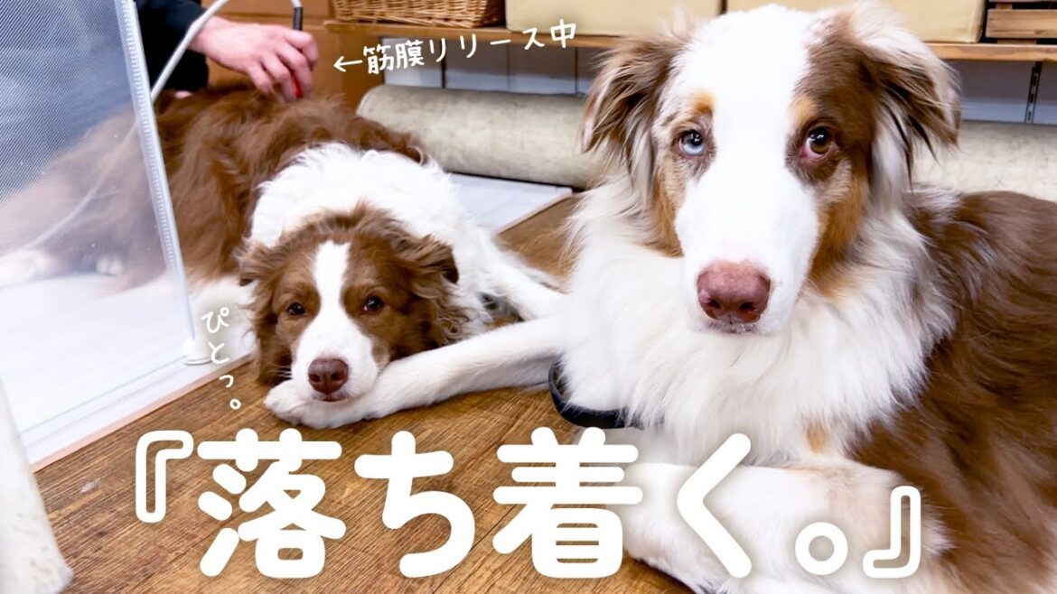 弟犬が好きすぎて出先でも密着しちゃう姉犬が可愛い🥺♡笑【ボーダーコリー・オーストラリアンシェパード】