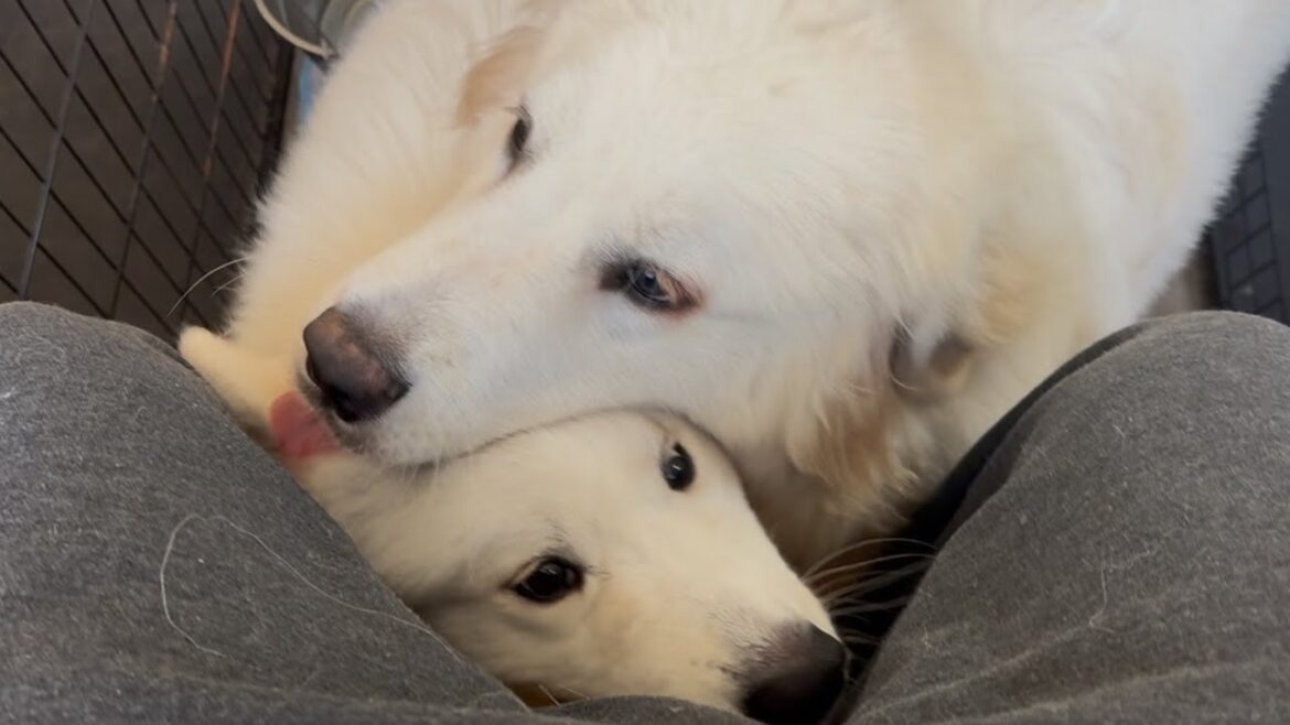 サモエド＆グレートピレニーズの真っ白コンビが可愛すぎました【大型犬】