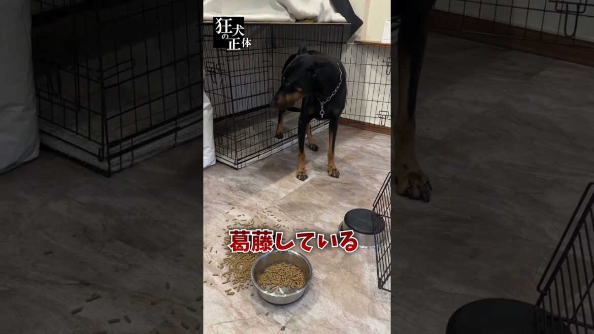 反省と本能の間で葛藤するドーベルマン