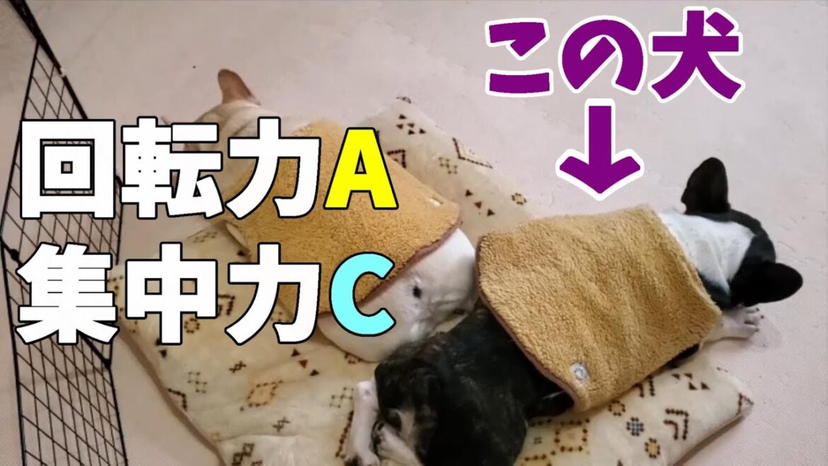 回るのも回されるのも上手なフレンチブルドッグ【A French Bulldog who is good at both spinning and being spun】