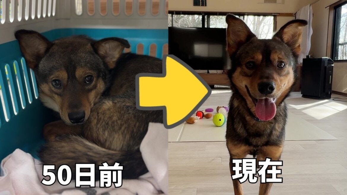 恐怖に怯えていた保護犬にやっと笑顔が戻ってきました！