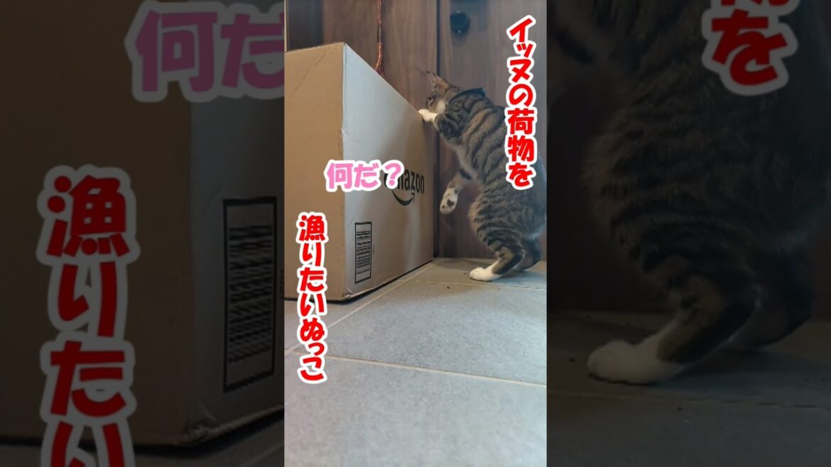 イッヌの荷物を漁りたいぬっこ【保護猫】【コーイケルホンディエ】