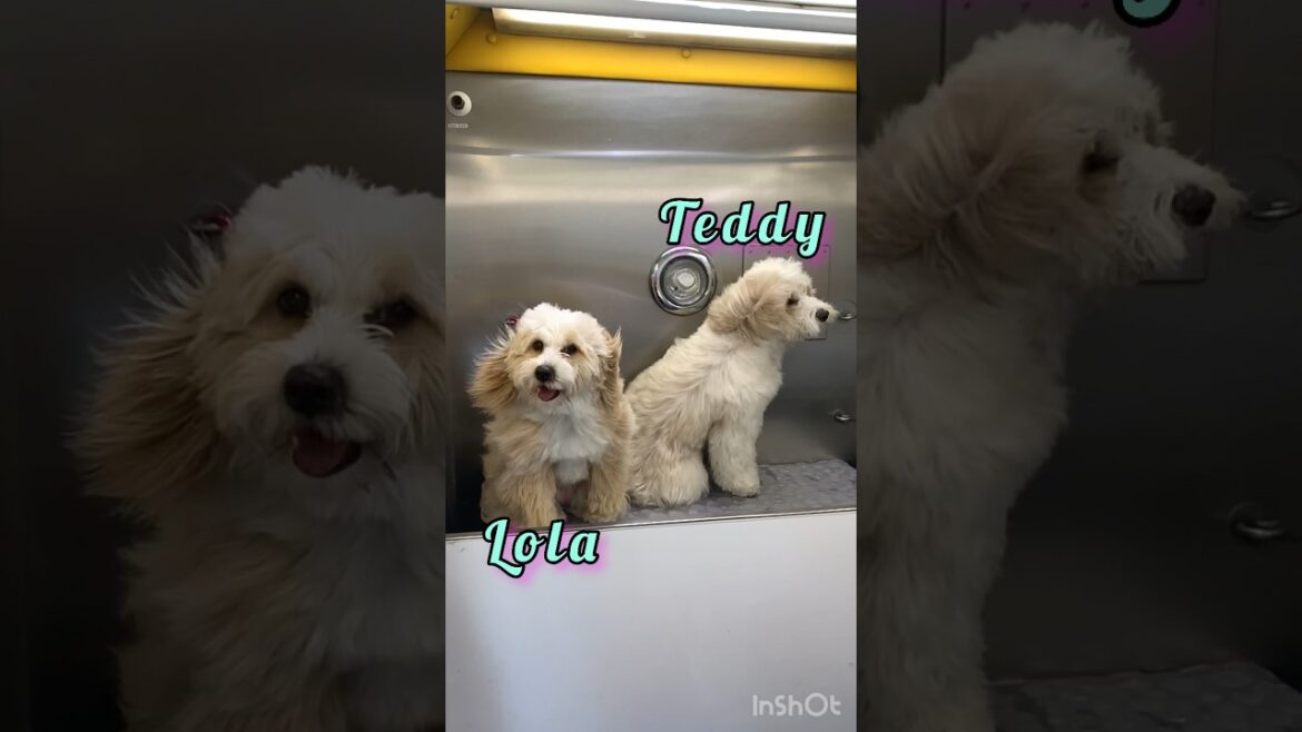 Not Doodles,Tibetan  ￼ Terriers  | Mobile ￼Dog Grooming. So much floof 💕