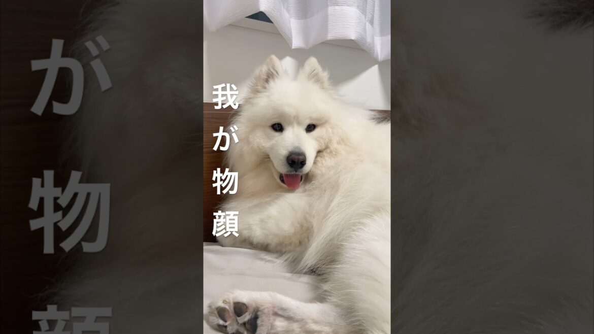当たり前のように母の枕を奪う犬　#samoyed #サモエド