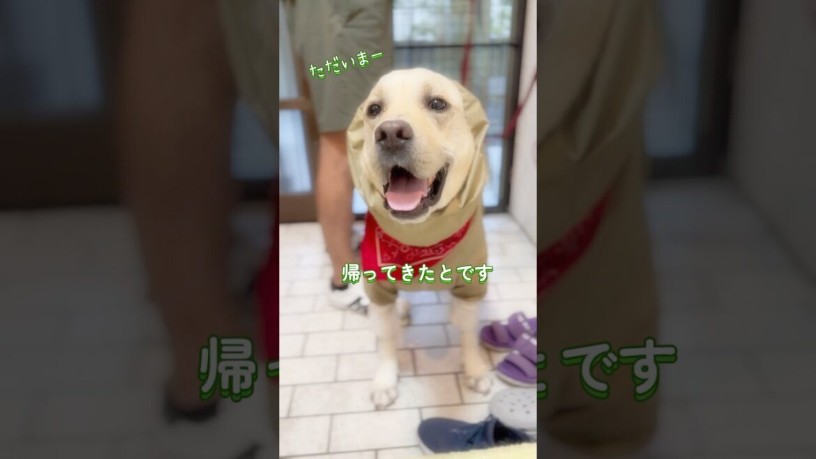春時雨☔️ご近所さんに会えんと寂しかとです🐕💦