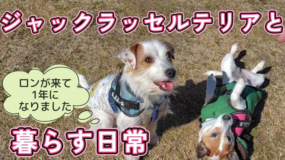 【2頭になって1年】ジャックラッセルテリアと暮らす日常　　　　　　　　　　　　#jackrussellterrier