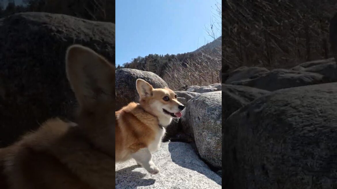 慣れた感じで岩を駆け上がっていくコーギー / The Corgi is easily hopping from rock to rock #コーギー #corgi #サクラ