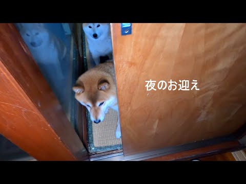 素直には寝てくれない無邪気なモフモフ 素直には寝てくれない無邪気なモフモフ