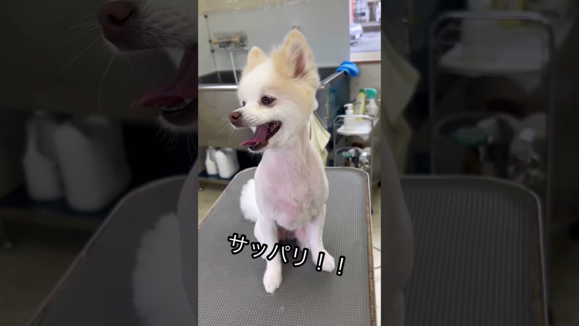 ポメのトリミング　#ポメラニアン　＃トリミング　#今日のわんこ