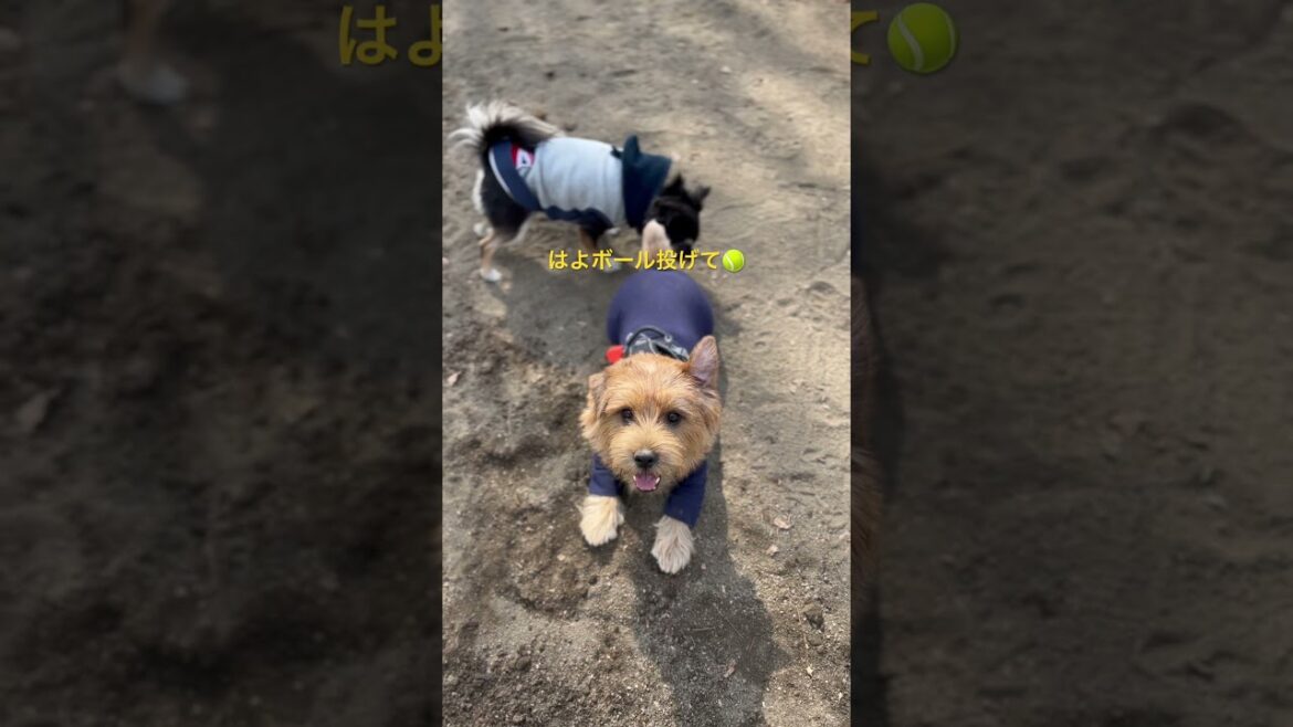 【ボール待ち🎾】#norfolkterrier #shorts #吉 #愛犬キチ #dogrun #ball #ノーフォークテリア #terrier #kichi