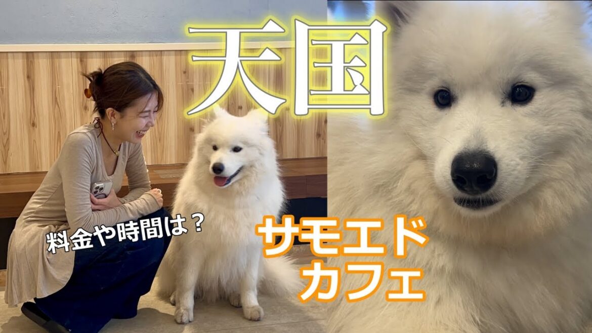 サモエドカフェに行ったら、癒しと幸せに溢れた【東京】