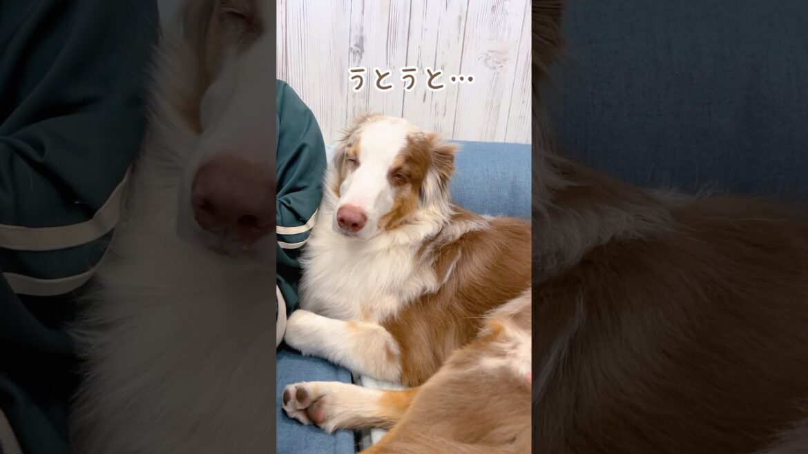 お尻を撫でられると赤ちゃんみたいにコテンと寝ちゃう犬が可愛い🥺【オーストラリアンシェパード】#shorts