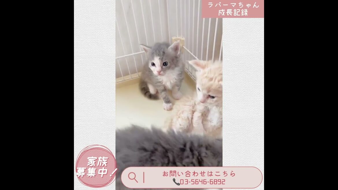 【ラパーマ】ベビーちゃん成長記録☆【男の子】