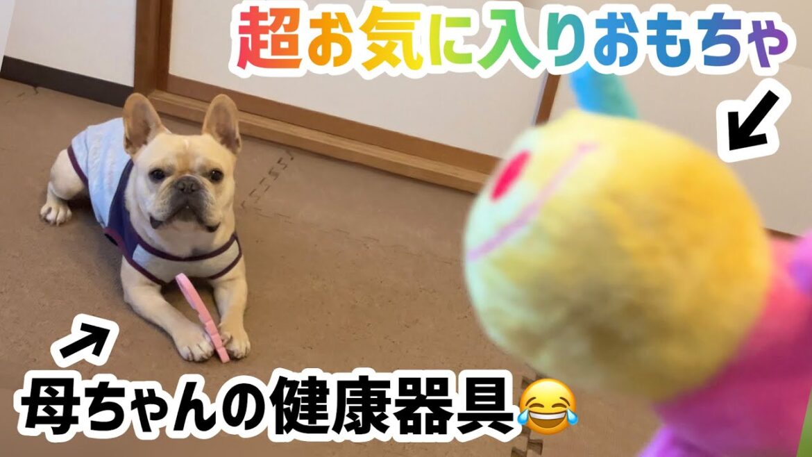 おもちゃあげるから母ちゃんの健康器具返してくれませんか？😂　#犬 #フレンチブルドッグ #癒し
