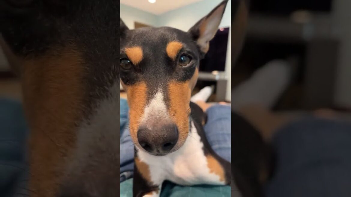 Hanging out with Basenji Zinga Ray!