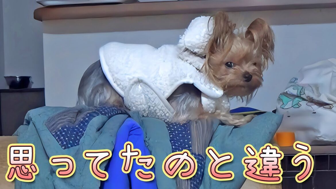 【ヨークシャテリア】ここじゃくつろげないヨークシャテリ【Yorkshire Terrier】