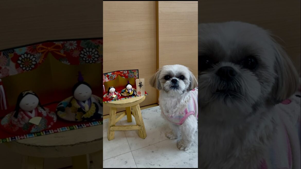 【ひな祭り】ハナちゃんのひな祭り🐶🌸 #shorts #シーズー #shihtzu #ひな祭り