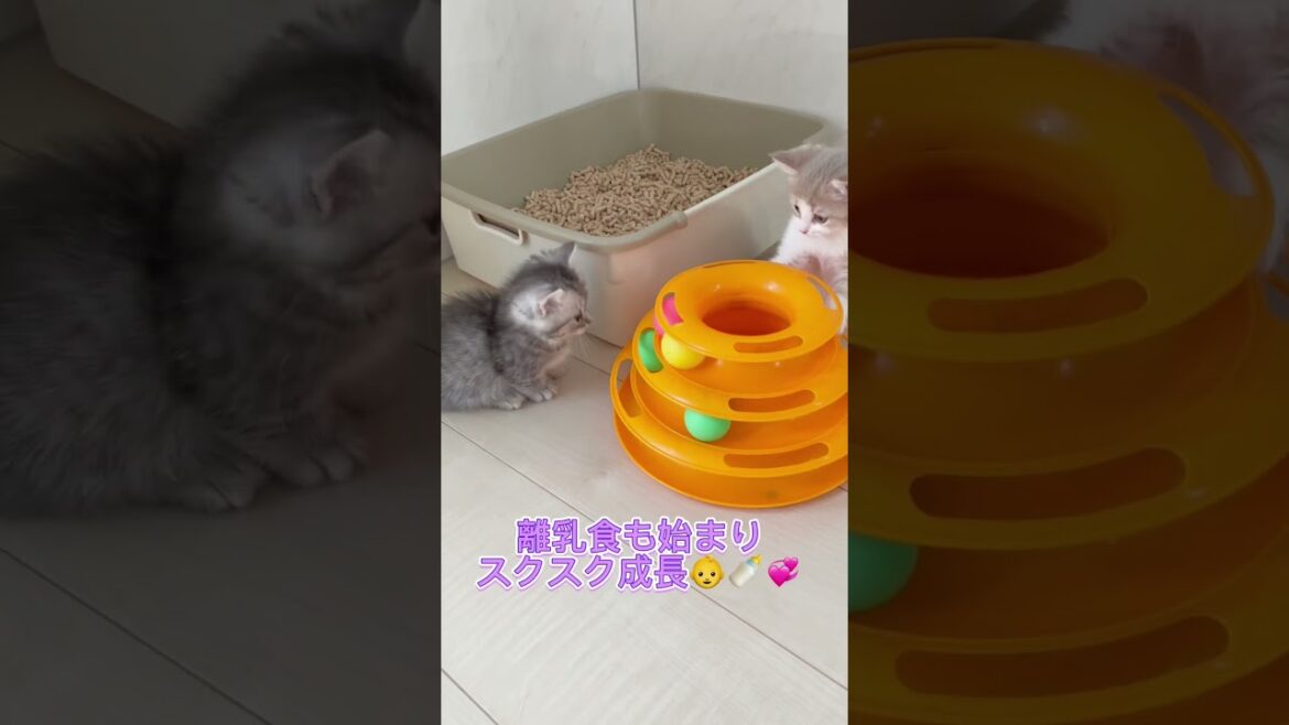 ミヌエットvsマンチカン♥️ 【お問合せ詳細は説明欄に記載あります】 #ラパーマ #マンチカン #子猫 #猫 #ブリーダー直販 #ミヌエット #猫のいる暮らし #子猫販売 #猫動画