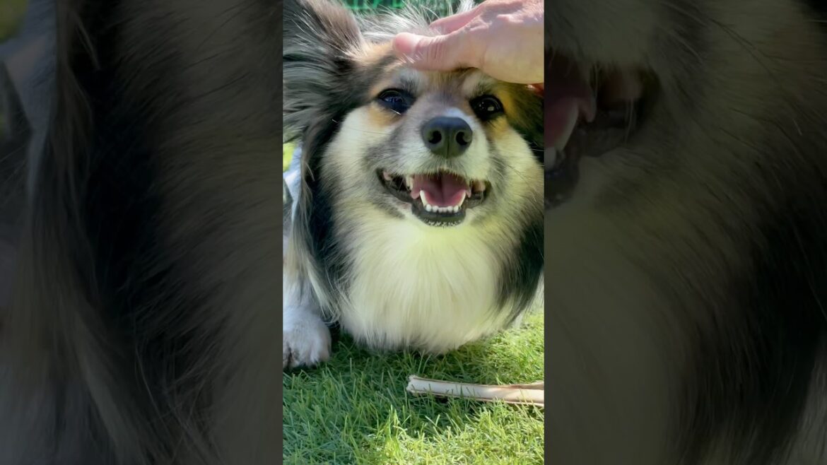 こんなに可愛いパピヨンとコーギーのミックス犬 #犬のいる生活 #dog #犬