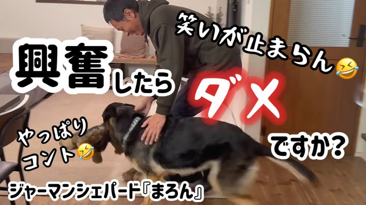 面白すぎる2人😆まろんはこれが1番楽しそう❣️興奮したっていいじゃん😂【ジャーマンシェパード】