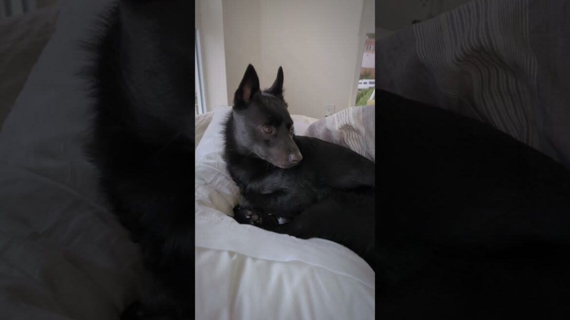 Adorable Schipperke Nap Time! Truffle's Sleepy Day