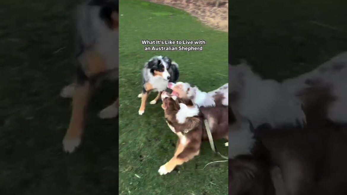 Would you survive the Aussie energy? 😂🐾 #australianshepherd #aussiesdoingthings #youtubeshorts