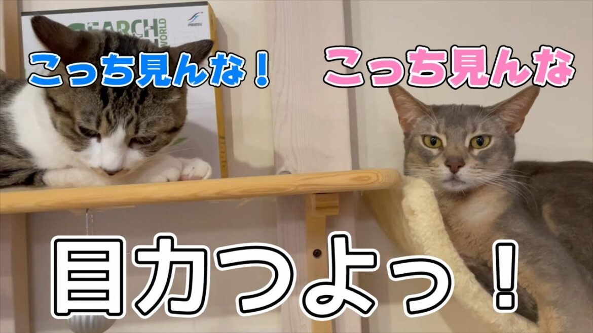 お気に入りの場所を奪い合ううちの猫ズ♡ お気に入りの場所を奪い合ううちの猫ズ♡