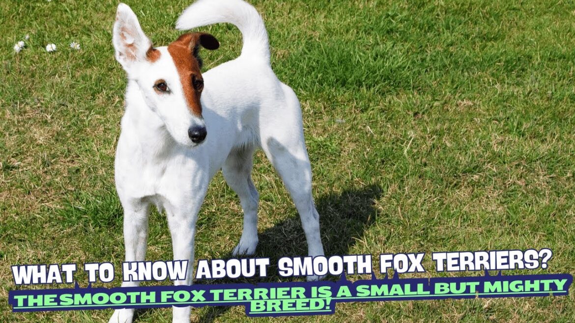 What to Know About Smooth Fox Terriers? 🦊