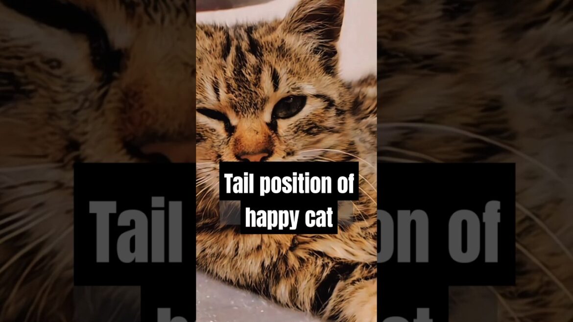 Tail position of happy cat 😺 #cats #catfacts #catlovers #petcat #catlife
