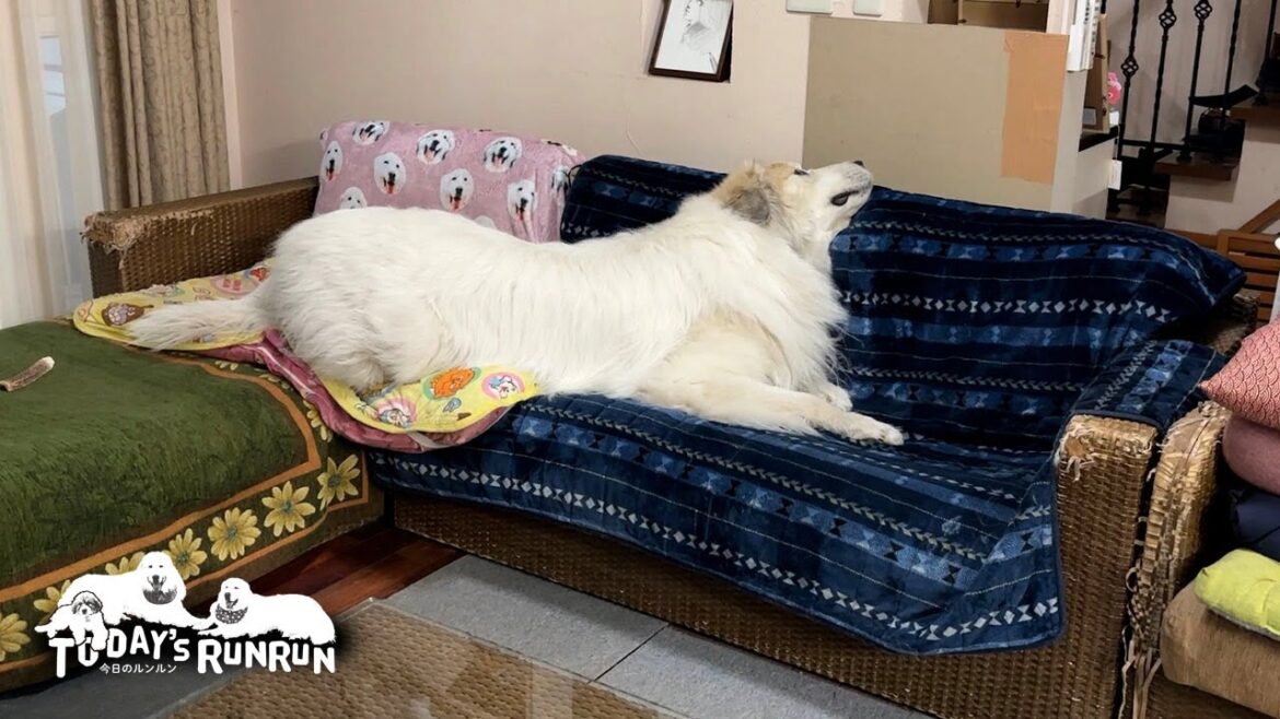 ベルに解放してるけれど…やっぱりソファーは手放せないアランです Great Pyrenees グレートピレニーズ ベルに解放してるけれど...やっぱりソファーは手放せないアランです Great Pyrenees グレートピレニーズ