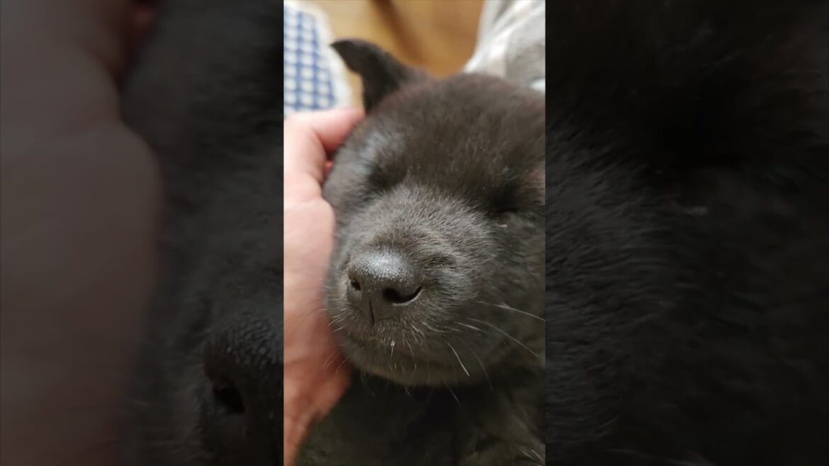 【甲斐犬】仰向けで寝ているのが赤ちゃん過ぎて母性出た　#shorts #甲斐犬 #子犬 #犬 #日本犬  #卜伝 #ぼくでん