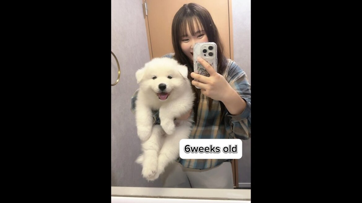 23秒で見るサモエドの成長☆生後0日～2ヶ月 Samoyed puppy