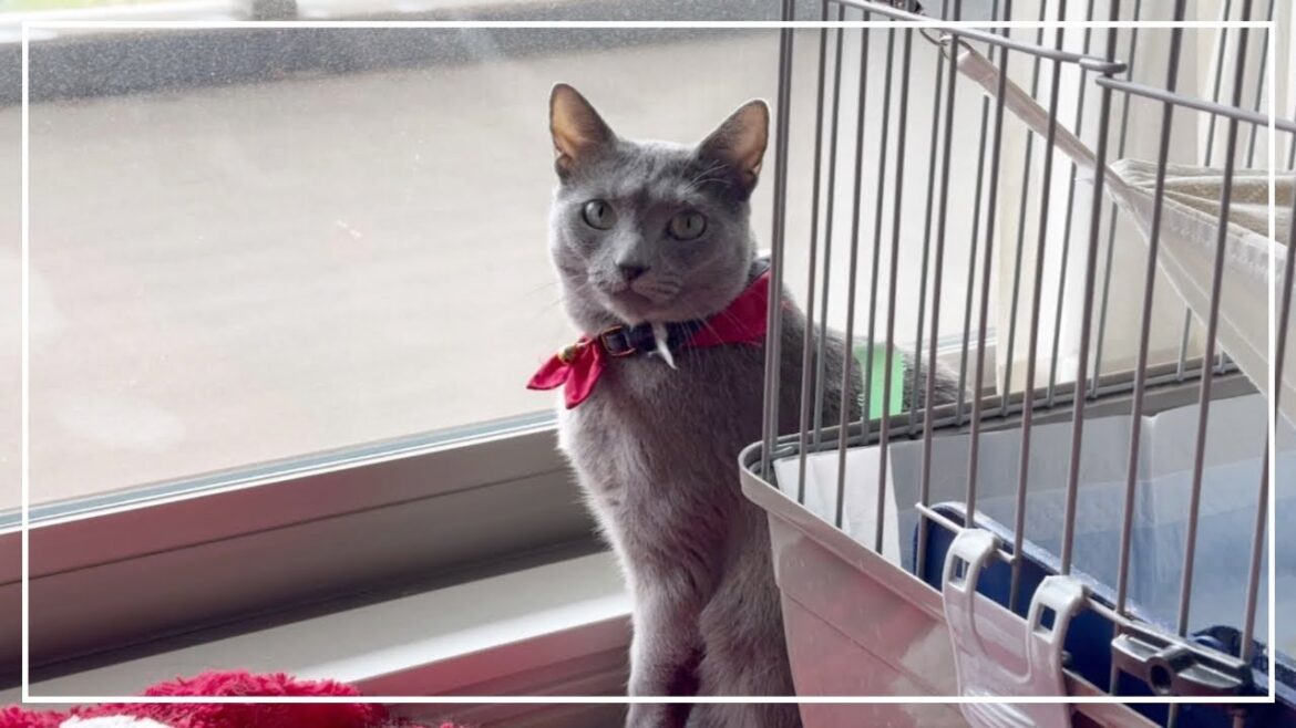 初めて雪を見るロシアンブルーのノアちゃんです。