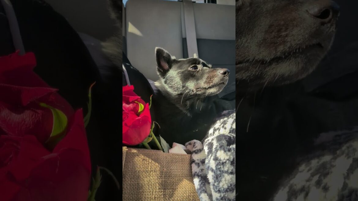 Truffle's Post-Adventure Nap: Road Trip Edition