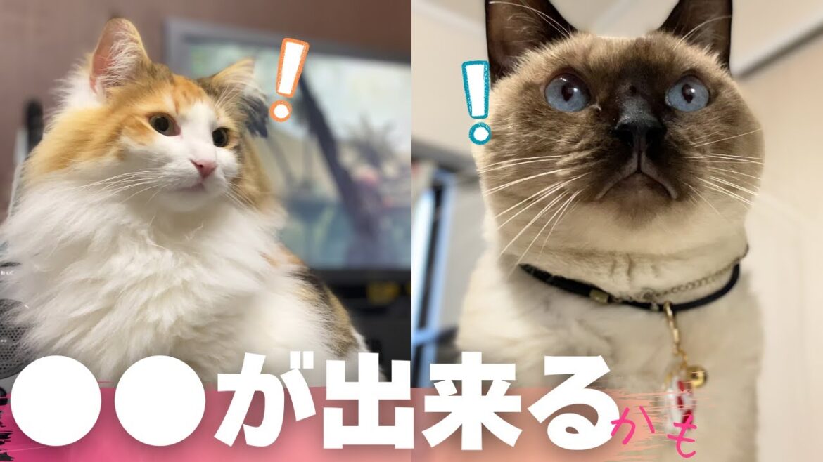 世界一平和な報告3連発!【保護猫/シャム猫/シャムミックス&ノルウェージャンフォレストキャット】#cat #japanesecat 世界一平和な報告3連発!【保護猫/シャム猫/シャムミックス&ノルウェージャンフォレストキャット】#cat #japanesecat