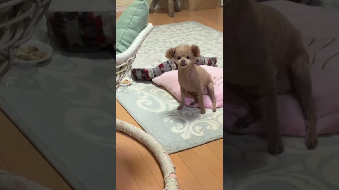 【トイプードル】②Cheese is an ingredient packed with nutrients that make your beloved dog happy（チーズは嬉しい栄養食材）