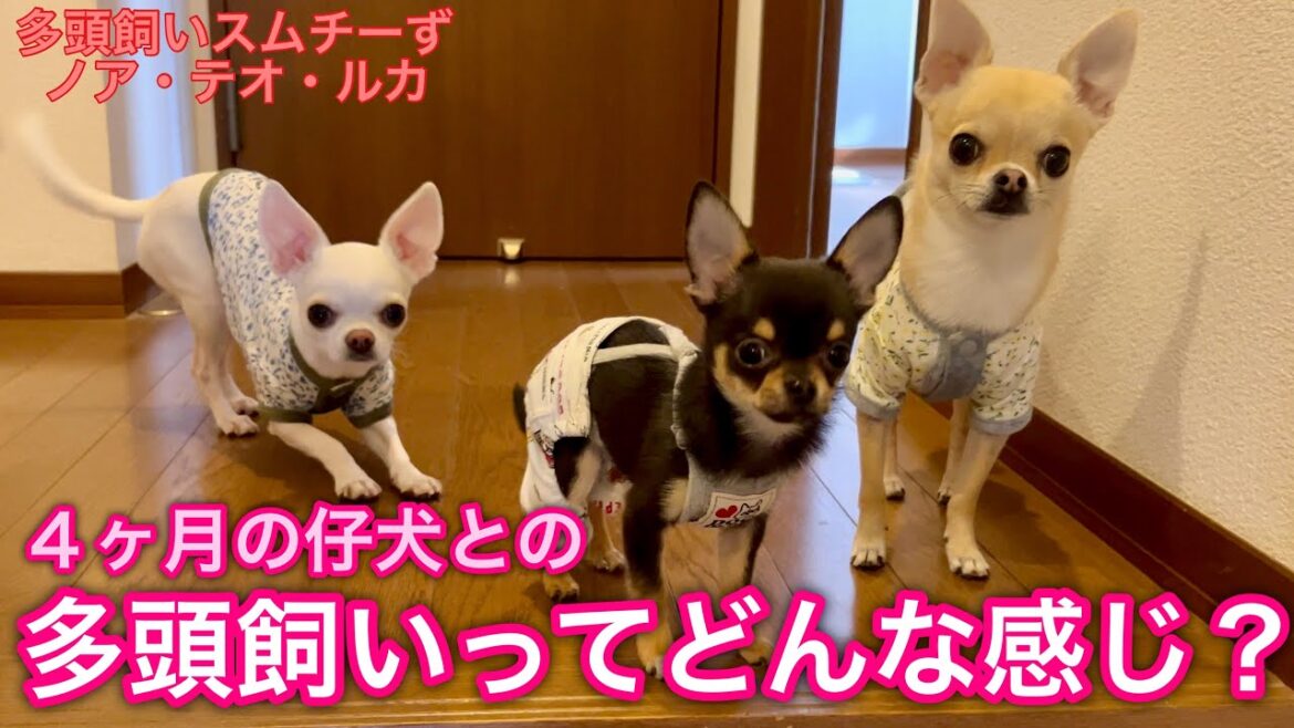 チワワの子犬との多頭飼い🐾長兄がリーダーで次兄が遊び相手です【多頭飼いスムチーず】