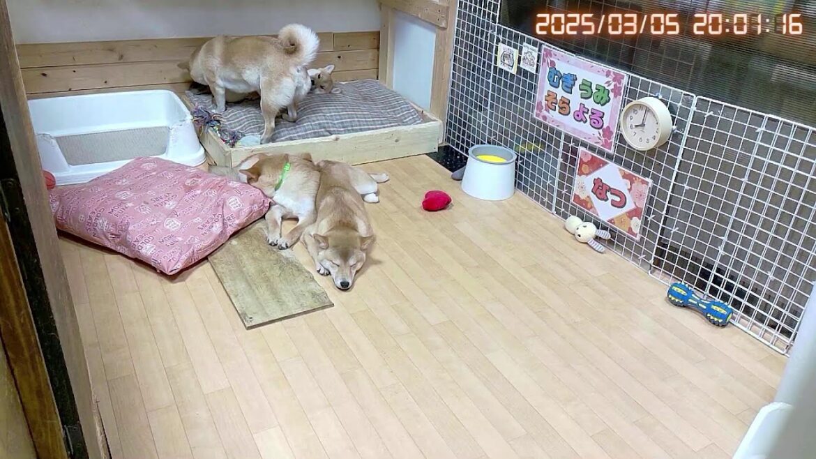 柴犬なつ!子育て生配信【生後177日】絶賛モフモフで寒さもへっちゃらそうな子犬たち! 柴犬なつ!子育て生配信【生後177日】絶賛モフモフで寒さもへっちゃらそうな子犬たち!