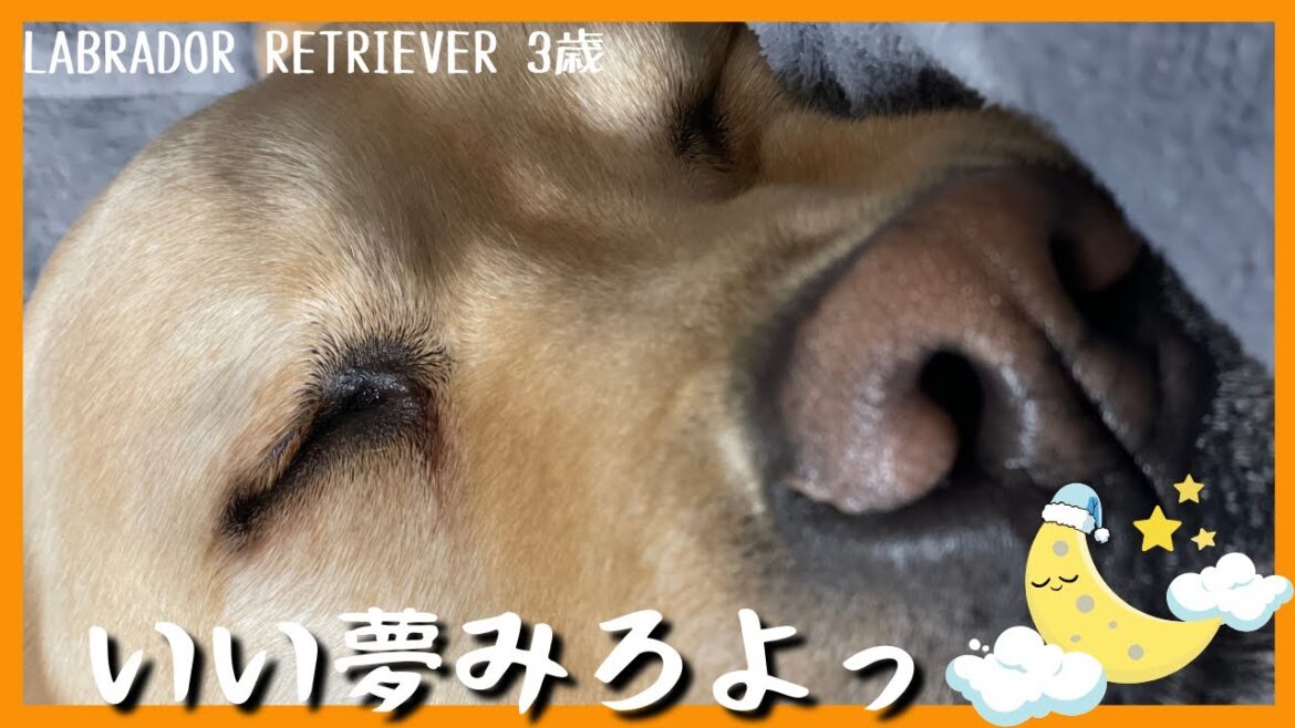 【ラブラドールレトリーバー】犬も夢見みるんだって!寝ながら走って跳ぶ大型犬の寝相 【ラブラドールレトリーバー】犬も夢見みるんだって!寝ながら走って跳ぶ大型犬の寝相